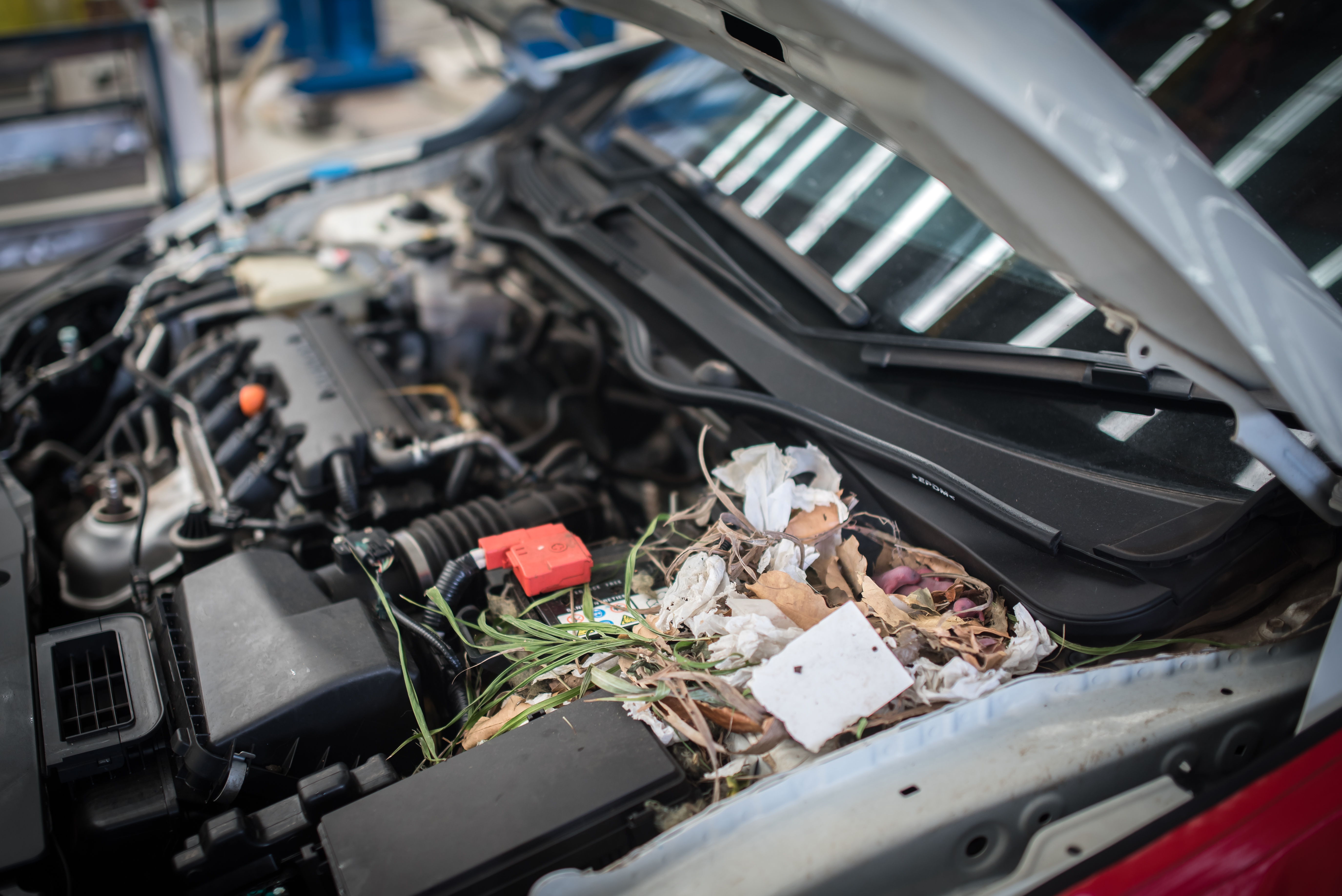 Rodent Damage in Luxury Cars: A Common Issue in NYC and Brooklyn